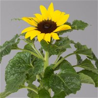 Sonnenblume 'Sunsation'® gelb, Topf-Ø 12/13 cm, 6er-Set