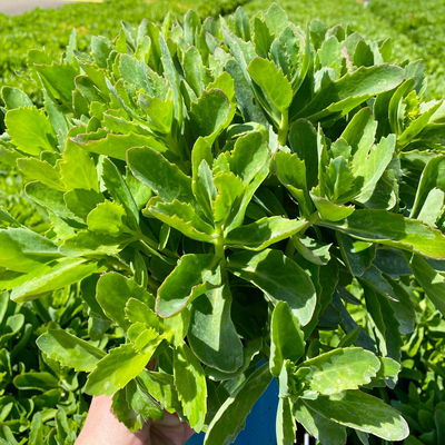 Kölles Beste Fetthenne 'Carl' rosa, 3 Liter Topf Kölles Beste Fetthenne 'Carl' rosa, 3 Liter Topf