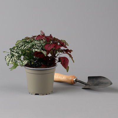 Hypoestes 'Trio', weiß-rot-rosa, Topf-Ø 12 cm Ø, 6 Pflanzen