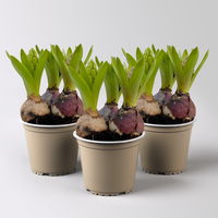 Hyazinthe 'Trio', lila, rosa & blau, vorgetrieben, Topf-Ø 12 cm, 3 Pflanzen Hyazinthe 'Trio', lila, rosa & blau, vorgetrieben, Topf-Ø 12 cm, 3 Pflanzen