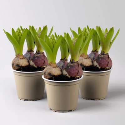 Hyazinthe 'Trio', lila, rosa & blau, vorgetrieben, Topf-Ø 12 cm, 3 Pflanzen Hyazinthe 'Trio', lila, rosa & blau, vorgetrieben, Topf-Ø 12 cm, 3 Pflanzen