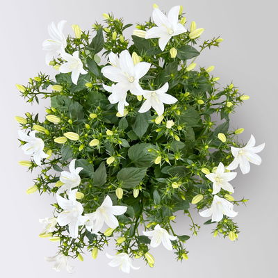 Glockenblume 'Spring Bell®', weiß, Topf-Ø 12 cm, 3 Pflanzen