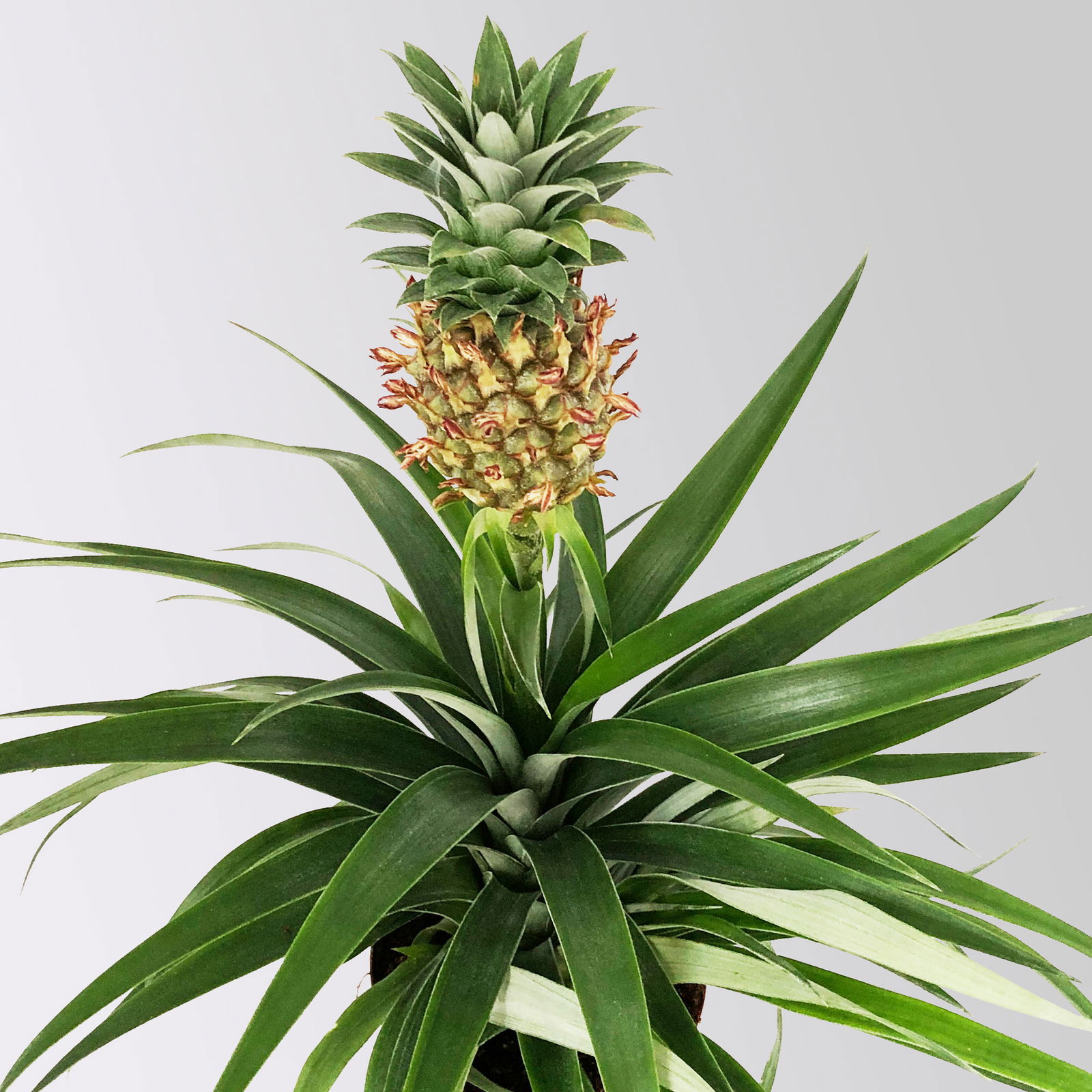 Zier-Ananas 'Amigo', Topf-Ø 12 cm, Höhe ca. 45 cm, 2 Pflanzen