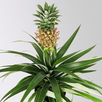 Zier-Ananas 'Amigo', Topf-Ø 12 cm, Höhe ca. 45 cm, 2 Pflanzen