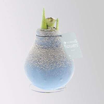 Amaryllis in Wachs, Dekor 'Frozen Mix', Farbe zufällig, Blüte weiß