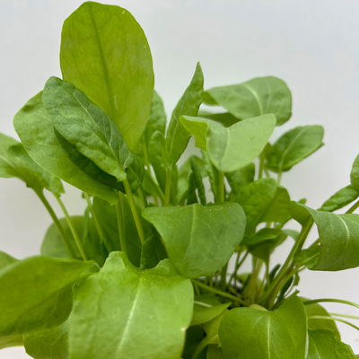 Sauerampfer, Kölle Bio, 12cm Topf, frisch aus unserer Bio-Gärtnerei