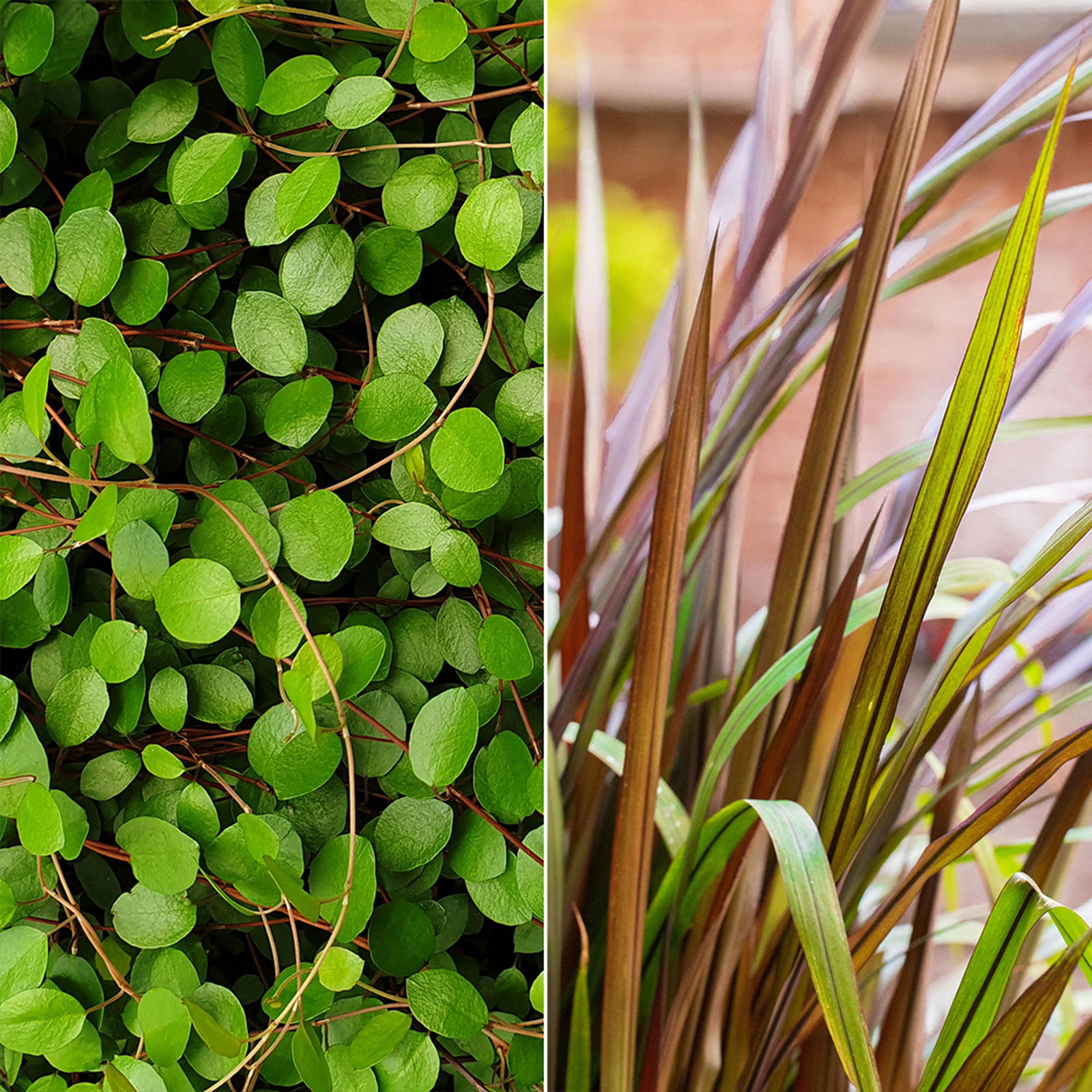 Lampenputzergras 'Vertigo' mit Mühlenbeckia, Topf -Ø 23 cm