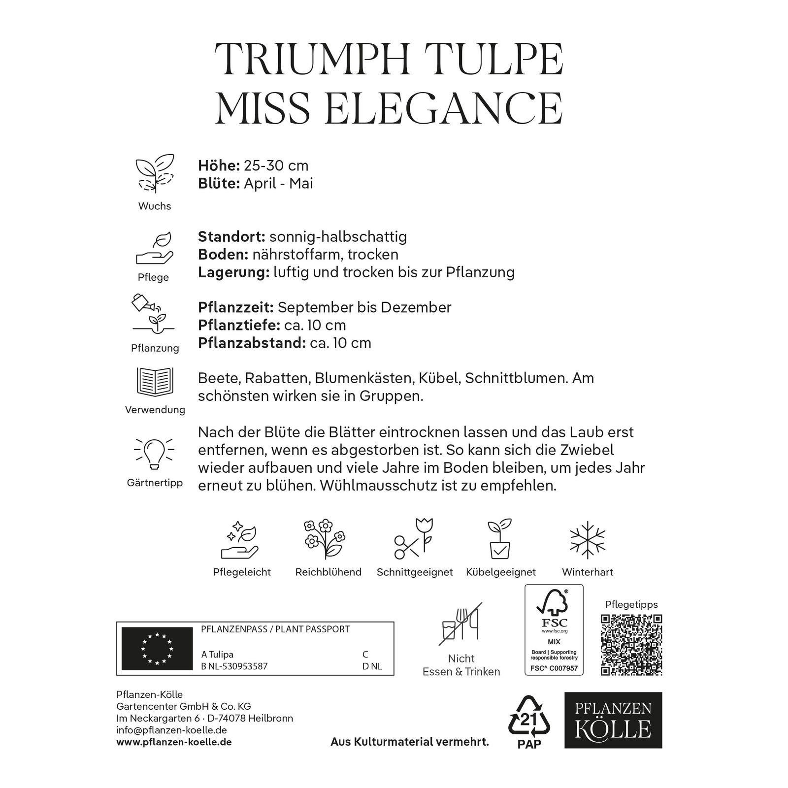 Kölles Beste Tulpe 'Miss Elegance®', rosa