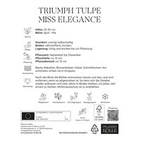 Kölles Beste Tulpe 'Miss Elegance®', rosa