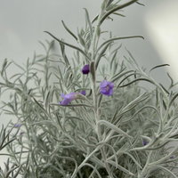 Emustrauch, lila, Topf-Ø 14 cm, 4 Pflanzen