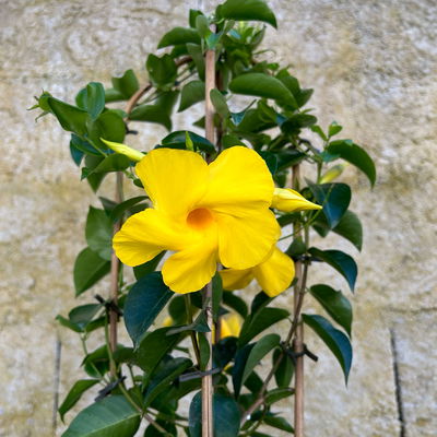 Dipladenie gelb, Doppelbogen, Topf-Ø 17 cm, Höhe ca. 60 cm Dipladenie gelb, Doppelbogen, Topf-Ø 17 cm, Höhe ca. 60 cm