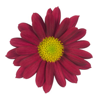 Chrysanthemen 'Swifty', rot, Topf-Ø 10,5 cm, 6 Pflanzen Chrysanthemen 'Swifty', rot, Topf-Ø 10,5 cm, 6 Pflanzen