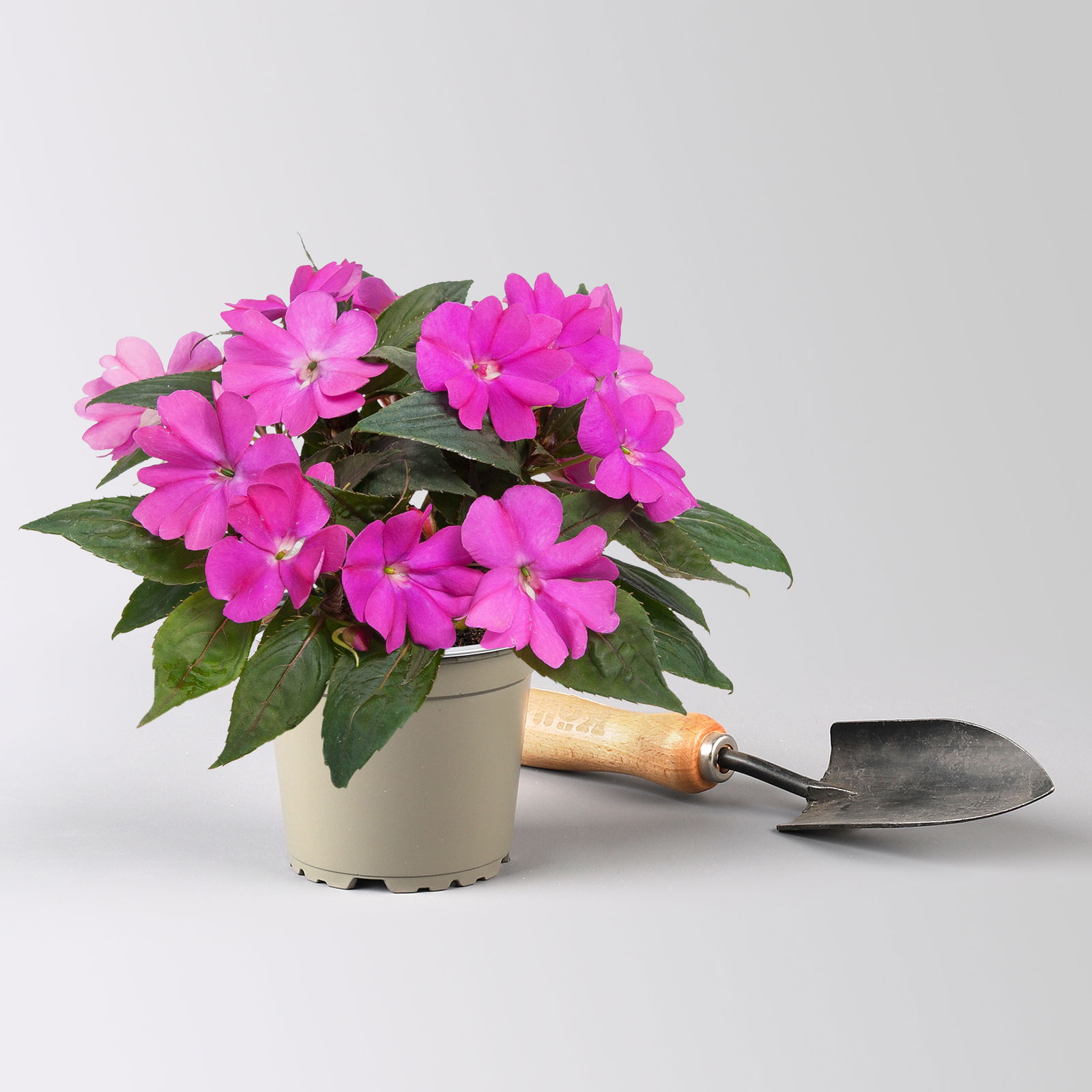 Edellieschen, lila, Topf-Ø 12 cm, 6 Pflanzen