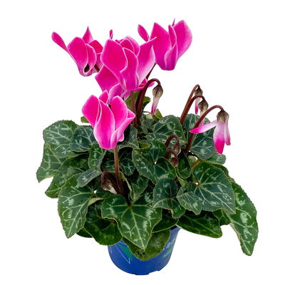 Alpenveilchen, Farben zufällig, Mini, Topf-Ø 6 cm, 10 Pflanzen Alpenveilchen, Farben zufällig, Mini, Topf-Ø 6 cm, 10 Pflanzen