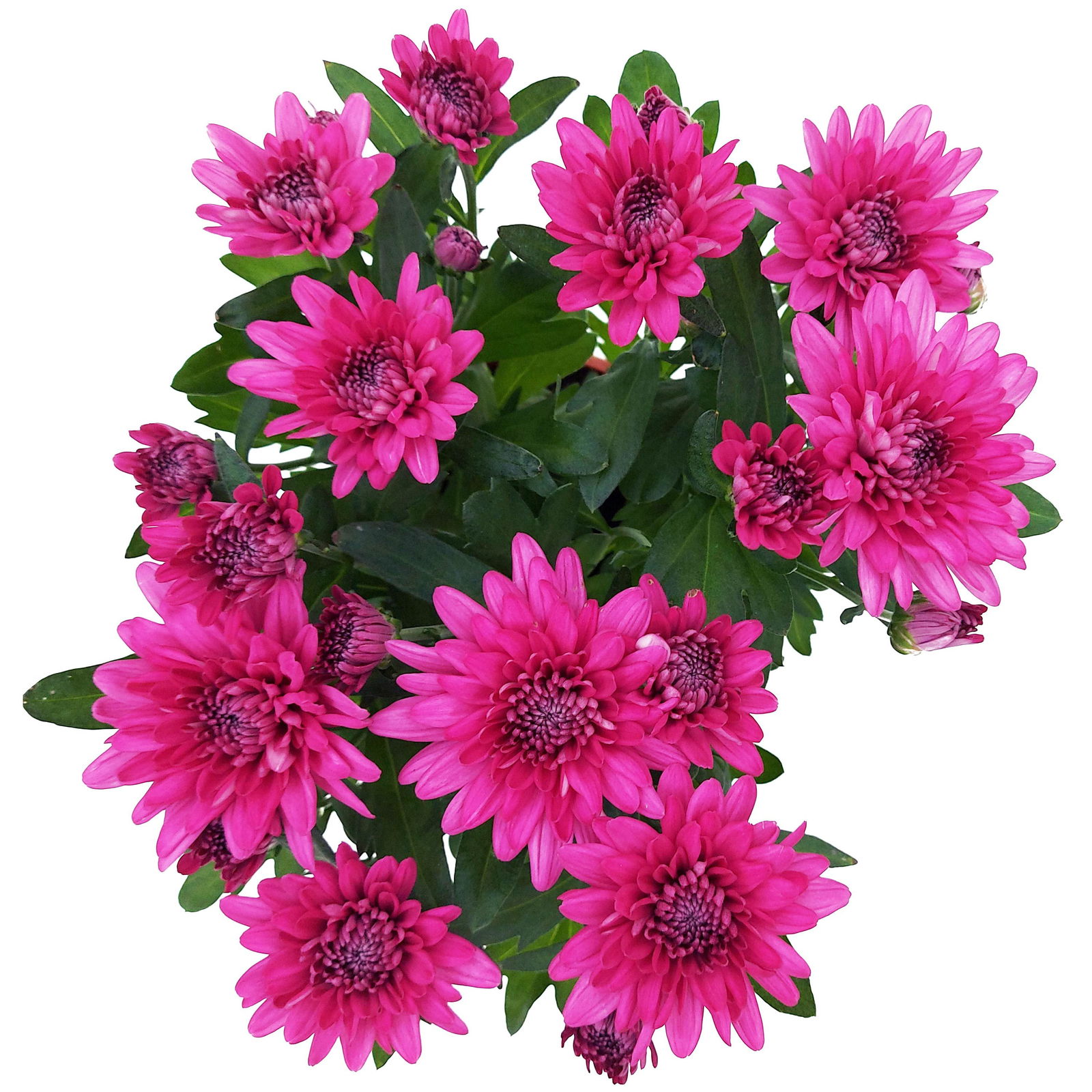 Chrysanthemen 'Chrysanne® Grandezza Purple', lila, Topf-Ø 13 cm, 6 Pflanzen