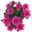 Chrysanthemen 'Chrysanne® Grandezza Purple', lila, Topf-Ø 13 cm, 6 Pflanzen