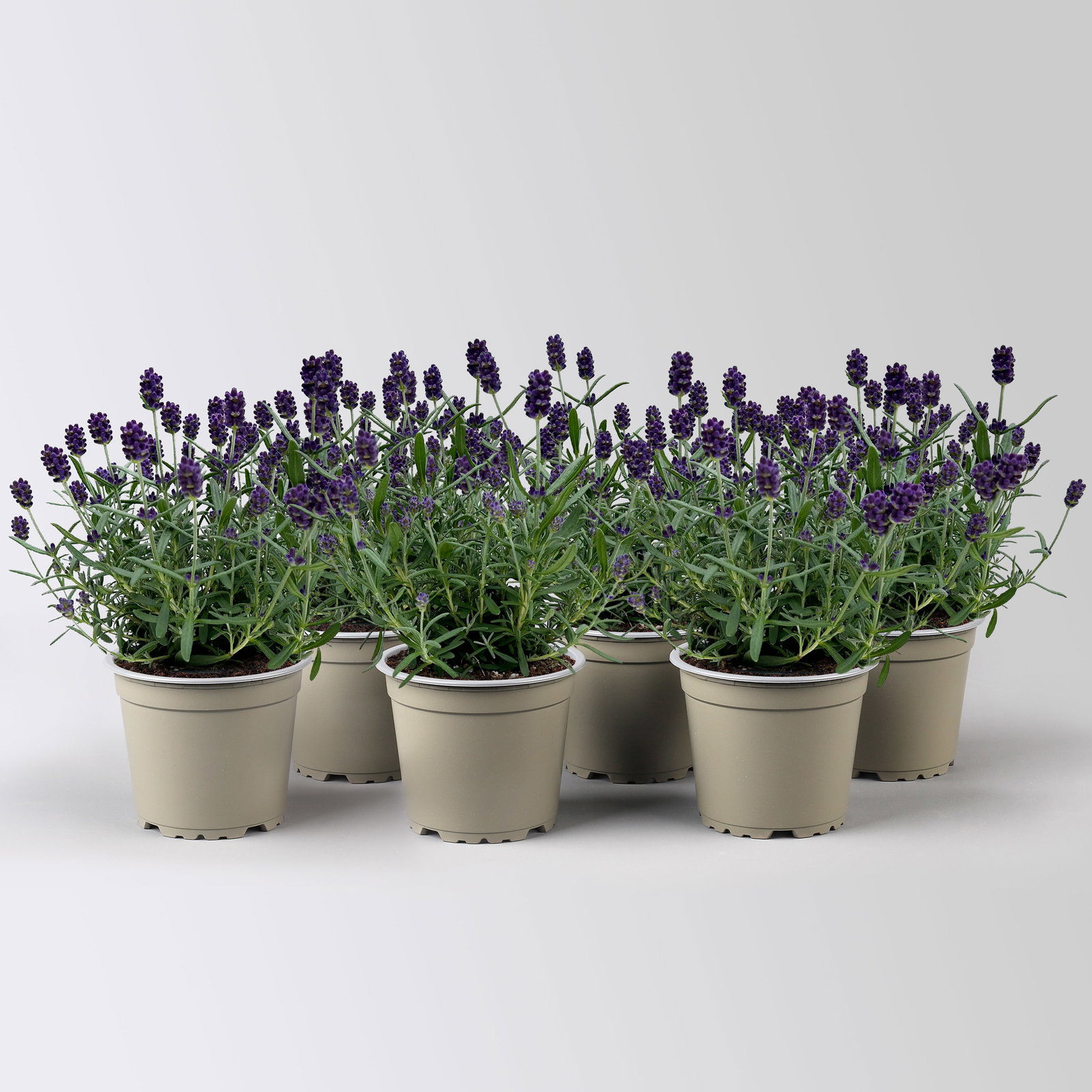 Lavendel 'Hidcote', blauviolett, Topf-Ø 12 cm, 6 Pflanzen Lavendel 'Hidcote', blauviolett, Topf-Ø 12 cm, 6 Pflanzen