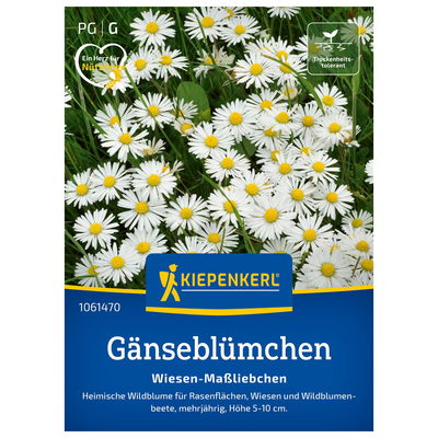 Blumensamen, Gänseblümchen, weiß