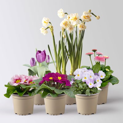 Pflanzen-Set Lila Frühlingsboten, 6 Pflanzen