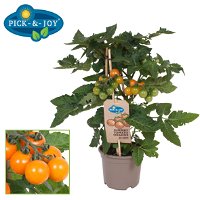 Cherrytomate 'Pick-&-Joy® Cherry Tomato Orange', Topf-Ø 14 cm, 2er-Set