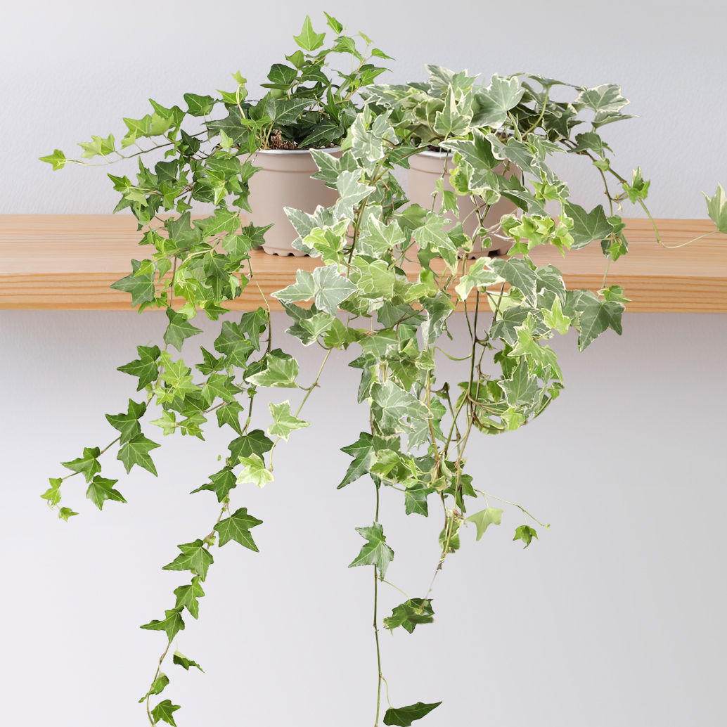 Efeu Mix, grün-weißbunt, Topf-Ø 12/13 cm, 6 Pflanzen Efeu Mix, grün-weißbunt, Topf-Ø 12/13 cm, 6 Pflanzen