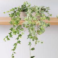 Efeu Mix, grün-weißbunt, Topf-Ø 12/13 cm, 6 Pflanzen Efeu Mix, grün-weißbunt, Topf-Ø 12/13 cm, 6 Pflanzen