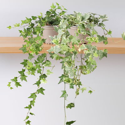 Efeu Mix, grün-weißbunt, Topf-Ø 12/13 cm, 6 Pflanzen Efeu Mix, grün-weißbunt, Topf-Ø 12/13 cm, 6 Pflanzen