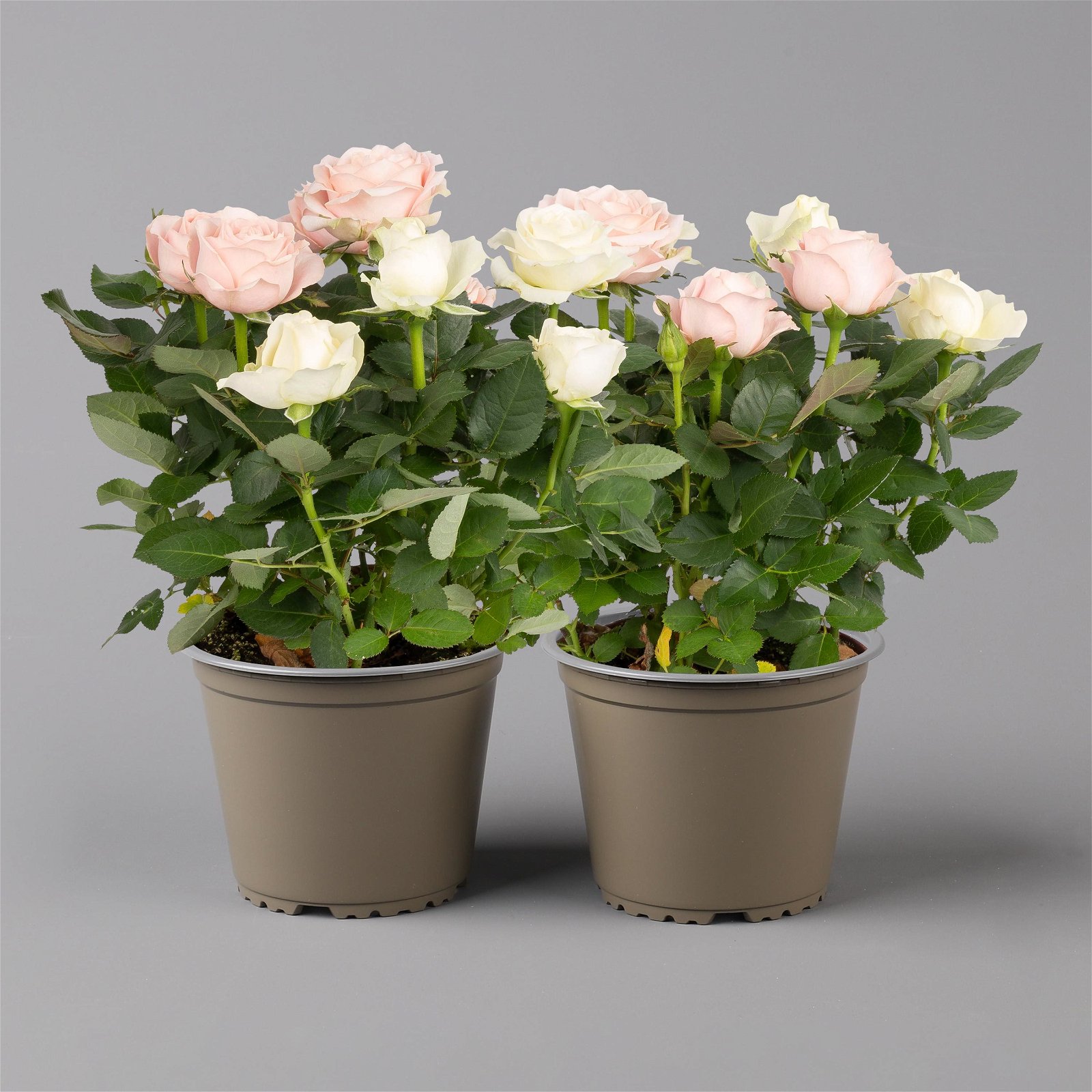Rose 'Infinity' Duo rosa-weiß, Topf-Ø 14 cm, 2er-Set