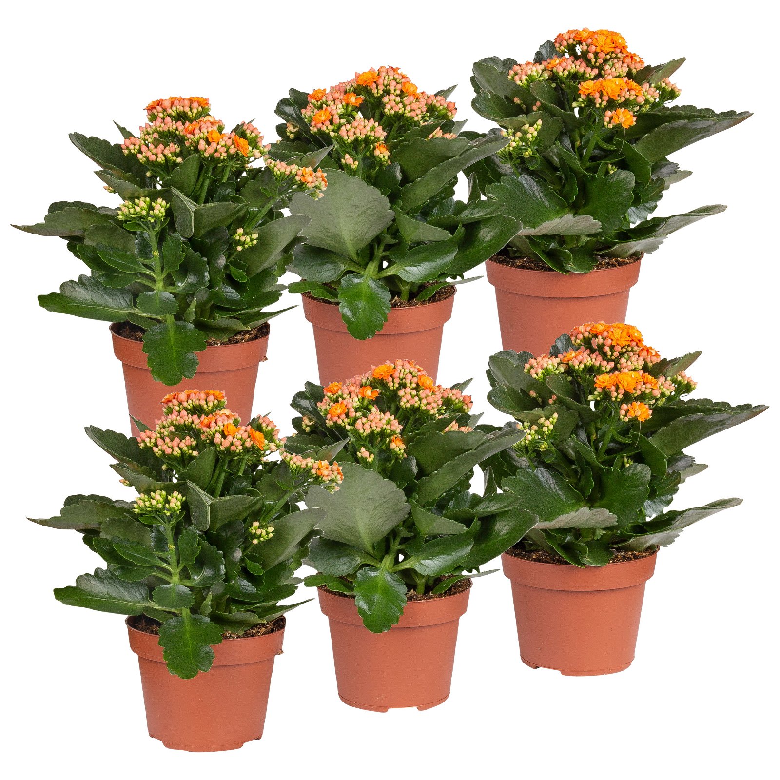 Kalanchoe 'Calandiva'®, orange, Topf-Ø 12 cm,  Höhe ca. 27,5 cm, 6er-Set