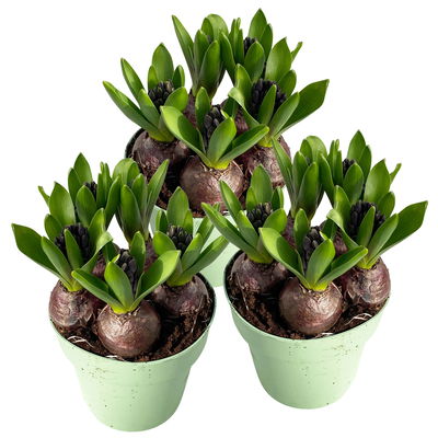 Hyazinthe, blau, vorgetrieben, Topf-Ø 15 cm, 3 Pflanzen Hyazinthe, blau, vorgetrieben, Topf-Ø 15 cm, 3 Pflanzen