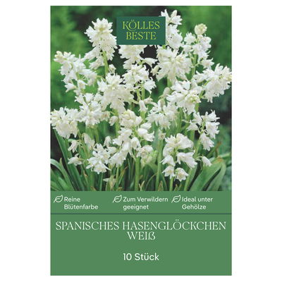 Waldhyazinthen (Hyacinthoides Hispanica) weiß, 10 Blumenzwiebeln Waldhyazinthen (Hyacinthoides Hispanica) weiß, 10 Blumenzwiebeln