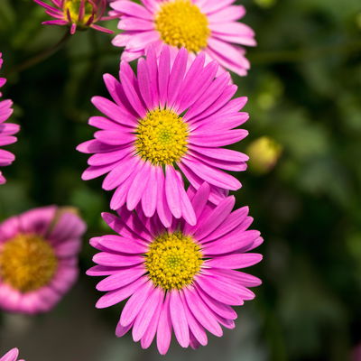 Blaues Gänseblümchen 'Fresco™ Candy', 6er-Set, pink, Topf 12 cm Ø