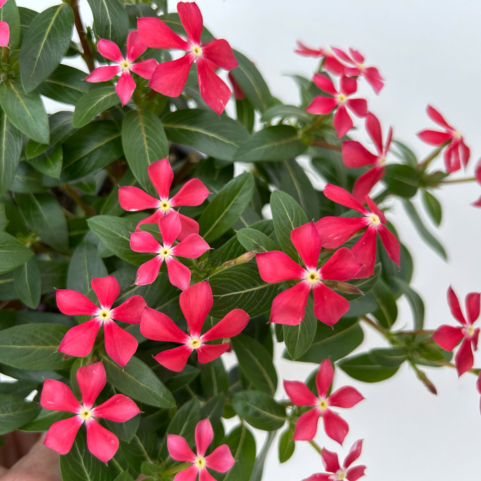 Catharanthus 'Soiree', Farben zufällig, kleinblütig, Topf-Ø 12 cm, 6 Pflanzen Catharanthus 'Soiree', Farben zufällig, kleinblütig, Topf-Ø 12 cm, 6 Pflanzen