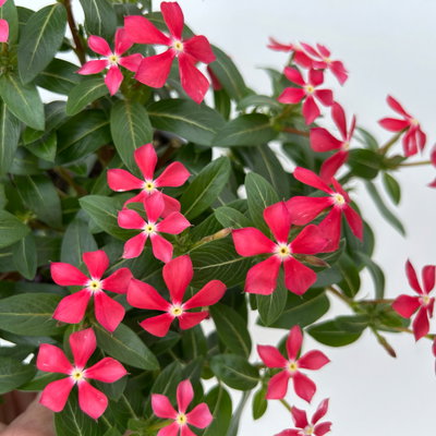 Catharanthus 'Soiree', Farben zufällig, kleinblütig, Topf-Ø 12 cm, 6 Pflanzen Catharanthus 'Soiree', Farben zufällig, kleinblütig, Topf-Ø 12 cm, 6 Pflanzen