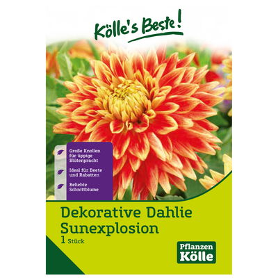 Dahlie 'Sunexplosion', rot-gelb, 1 Blumenknolle Dahlie 'Sunexplosion', rot-gelb, 1 Blumenknolle