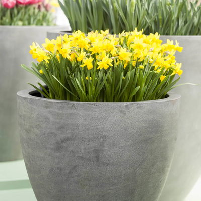 Narzisse 'Tête-à-Tête', gelb, vorgetrieben, Topf-Ø 12 cm, 6 Pflanzen