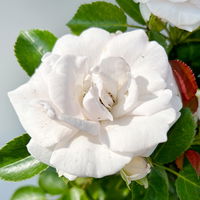 Bodendeckerrose 'Aspirin'®, weiß, Topf 3 Liter, 4 Pflanzen