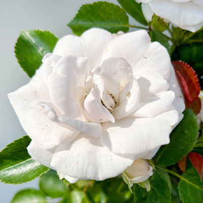 Bodendeckerrose 'Aspirin'®, weiß, Topf 3 Liter, 4 Pflanzen Bodendeckerrose 'Aspirin'®, weiß, Topf 3 Liter, 4 Pflanzen