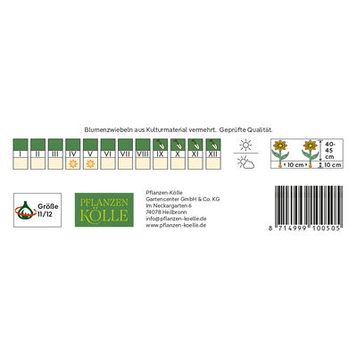 Gefüllte späte Tulpen 'Double Touch', rosa/weiß, 7 Blumenzwiebeln