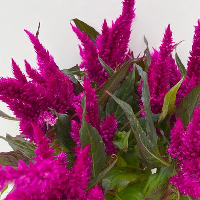 Celosia 'Javelin' lila, Topf-Ø 14 cm, 4er-Set