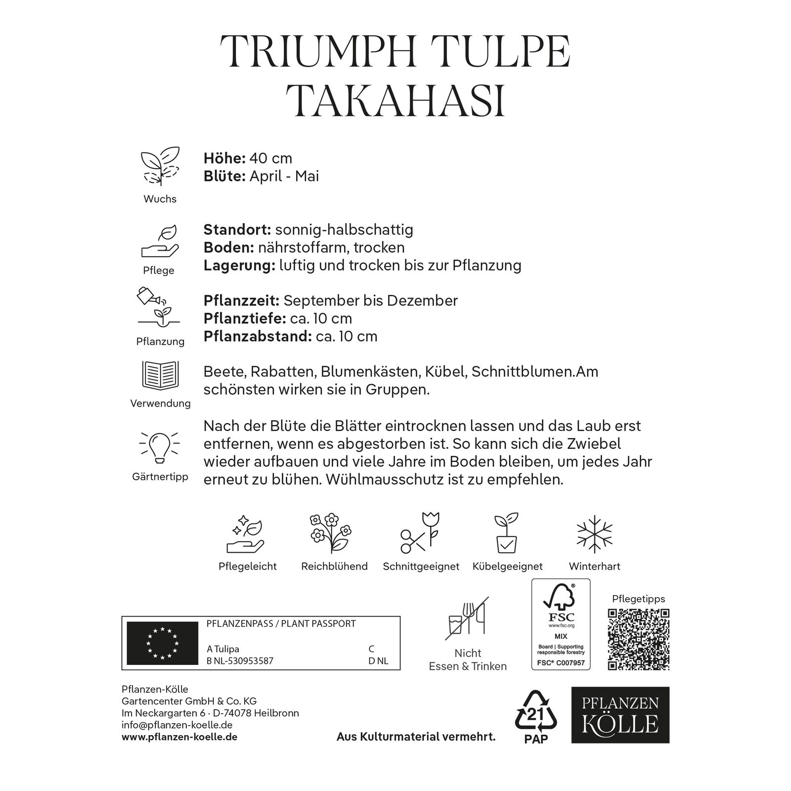 Triumph Tulpen 'Takahashi', weiß, rosa, Größe 11/12, 7 Blumenzwiebeln