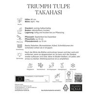 Triumph Tulpen 'Takahashi', weiß, rosa, Größe 11/12, 7 Blumenzwiebeln