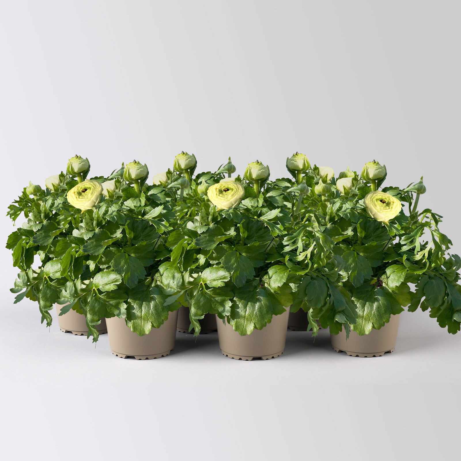 Ranunkel, weiß, Topf-Ø 13 cm, 6 Pflanzen