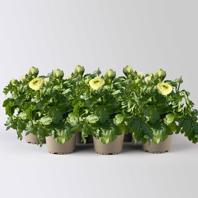 Ranunkel, weiß, Topf-Ø 13 cm, 6 Pflanzen