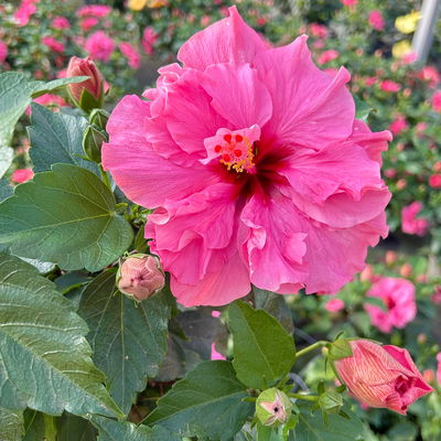 Hibiskus, gefüllte Blüte, Farben zufällig, Topf-Ø 17 cm, 2 Pflanzen