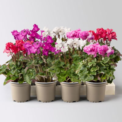 Alpenveilchen 'Merengue Mix' Farben zufällig, Topf-Ø 10,5 cm, 8 Pflanzen Alpenveilchen 'Merengue Mix' Farben zufällig, Topf-Ø 10,5 cm, 8 Pflanzen