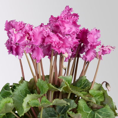 Alpenveilchen 'Merengue®' lila, gefranst, Topf-Ø 10,5 cm, 4 Pflanzen