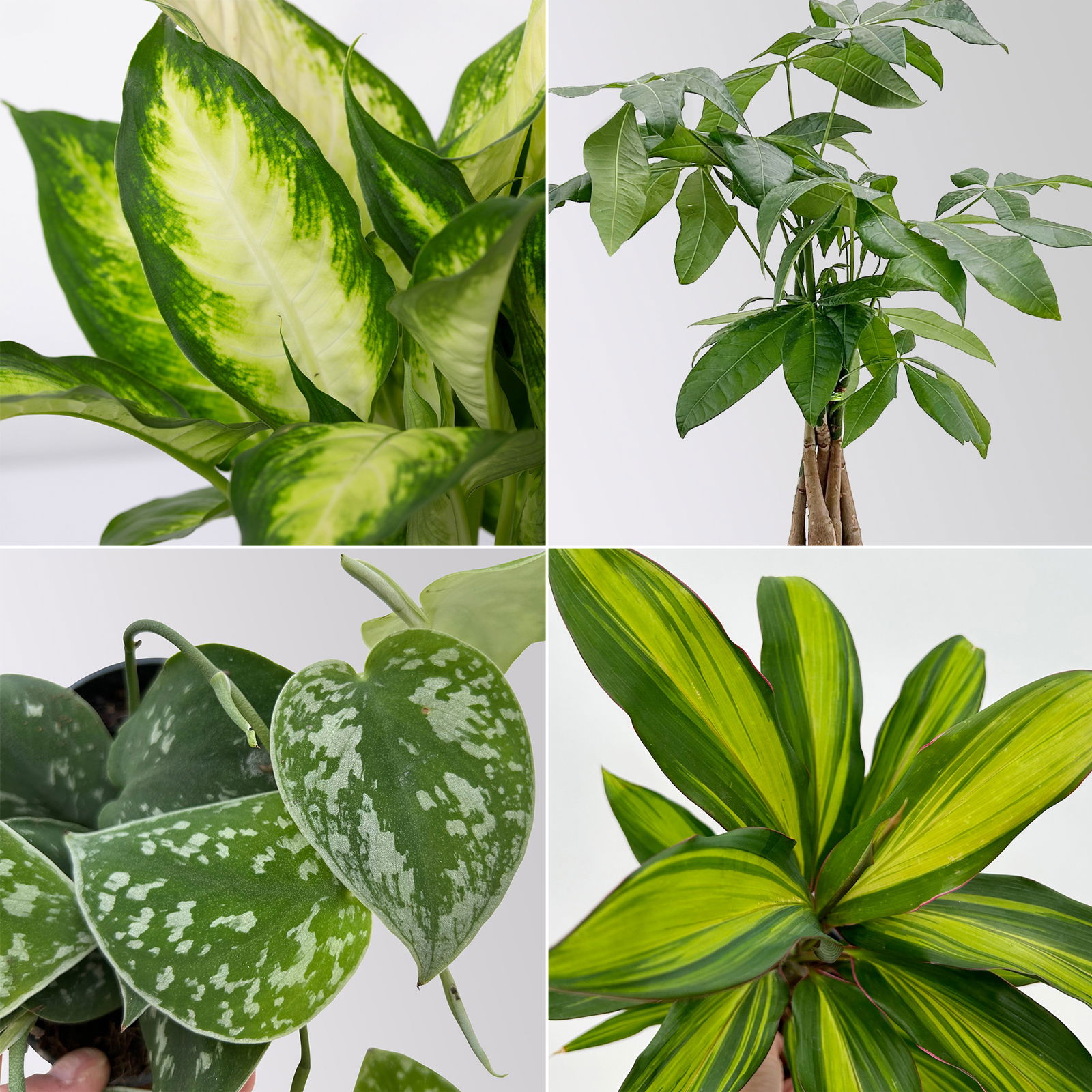 Grünpflanzenkreation 'Pflanzen-WG', Topf-Ø 12cm, inkl. Übertopf weiß, 4 Pflanzen Grünpflanzenkreation 'Pflanzen-WG', Topf-Ø 12cm, inkl. Übertopf weiß, 4 Pflanzen