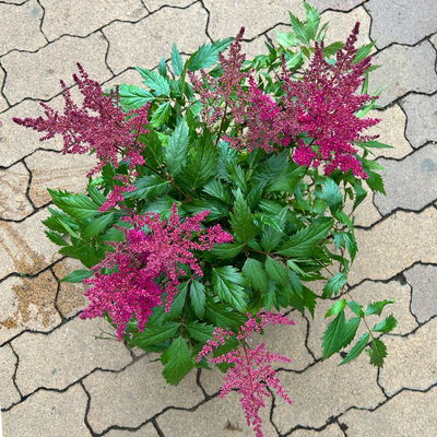 Astilbe arendsii, lila, Topf-Ø 15 cm