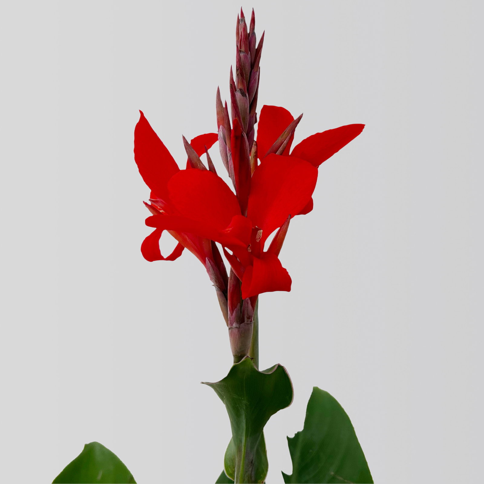 Canna 'Kreta, rot, Topf-Ø 17 cm, 2 Pflanzen Canna 'Kreta, rot, Topf-Ø 17 cm, 2 Pflanzen
